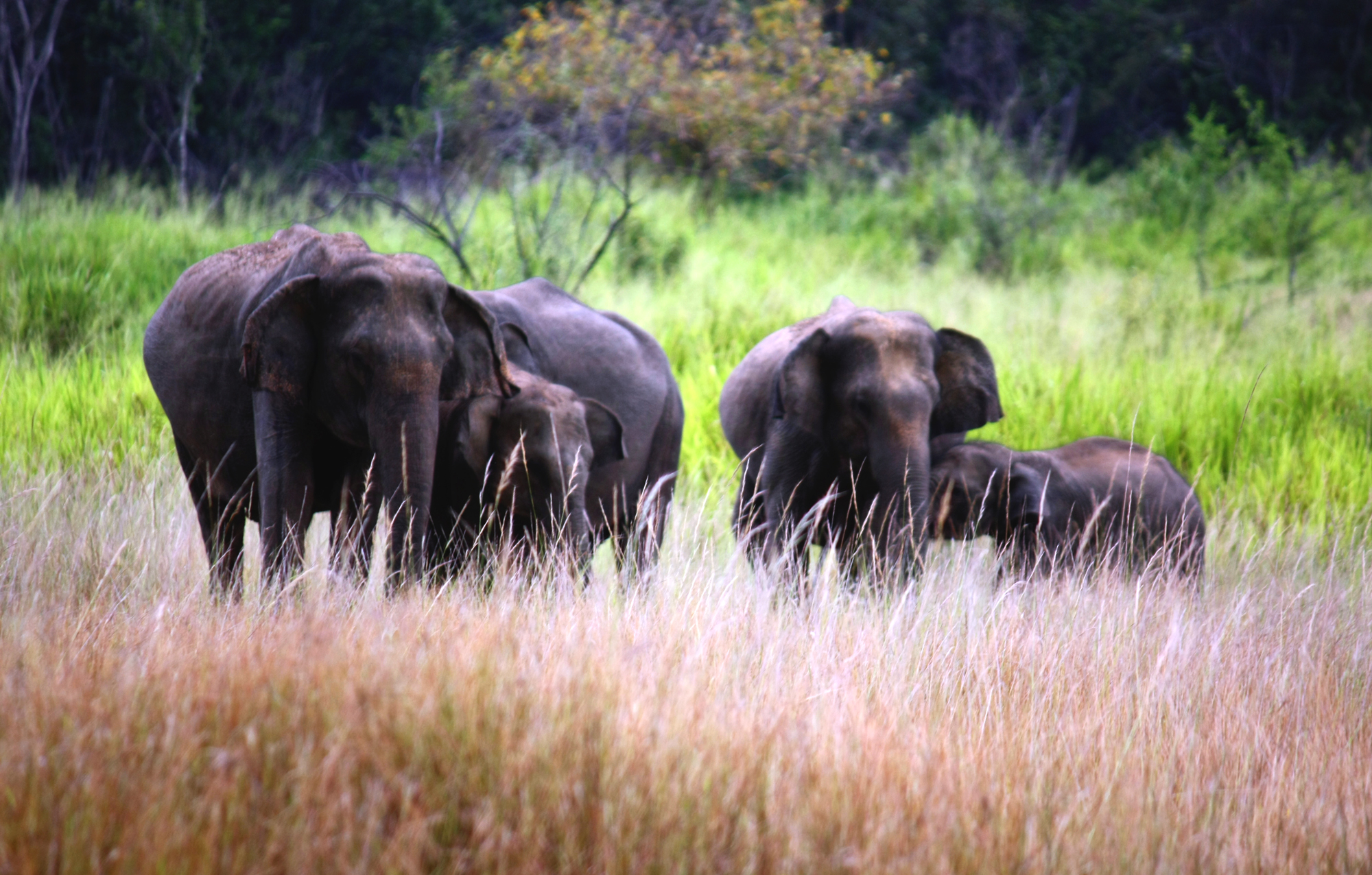 Pour éviter les accidents, les chemins de fer sri-lankais s’adaptent aux éléphants